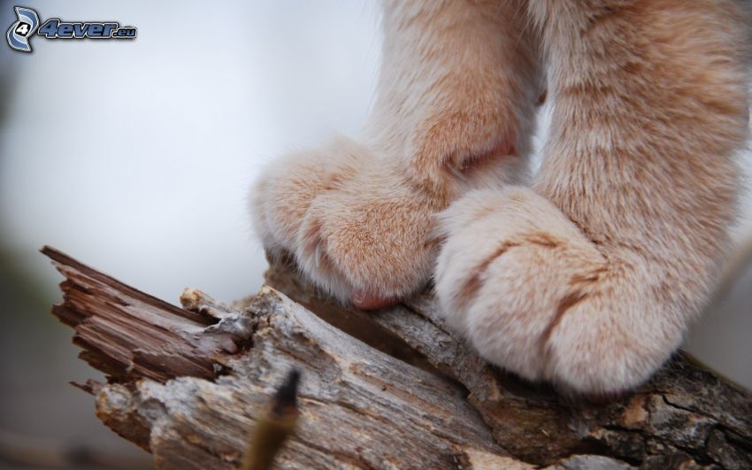 paws, wood