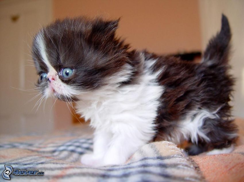 persian cat, black and white kitten