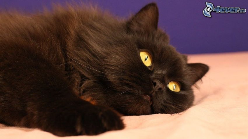 persian cat, black cat