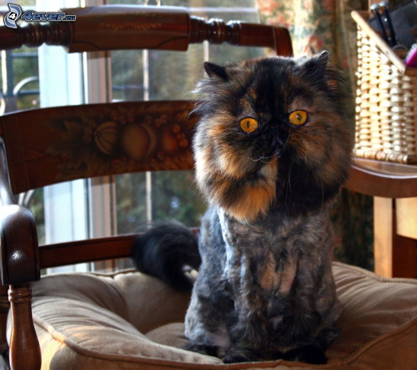 persian cat, chair