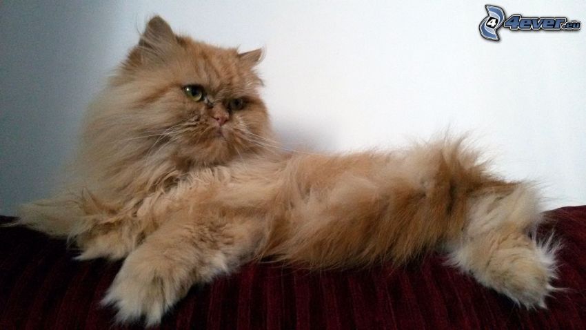 persian cat, ginger cat