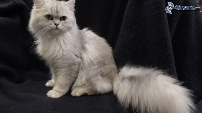 persian cat, gray cat