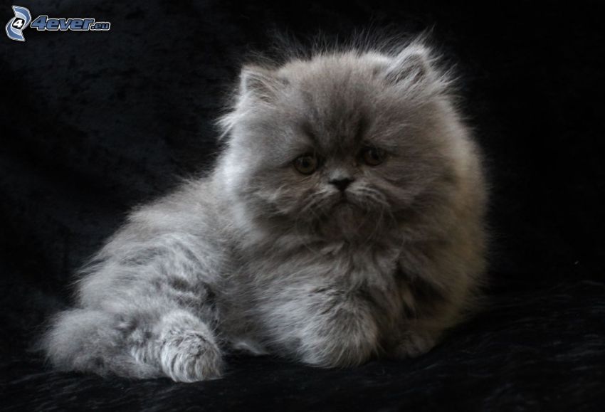 persian cat, gray kitten