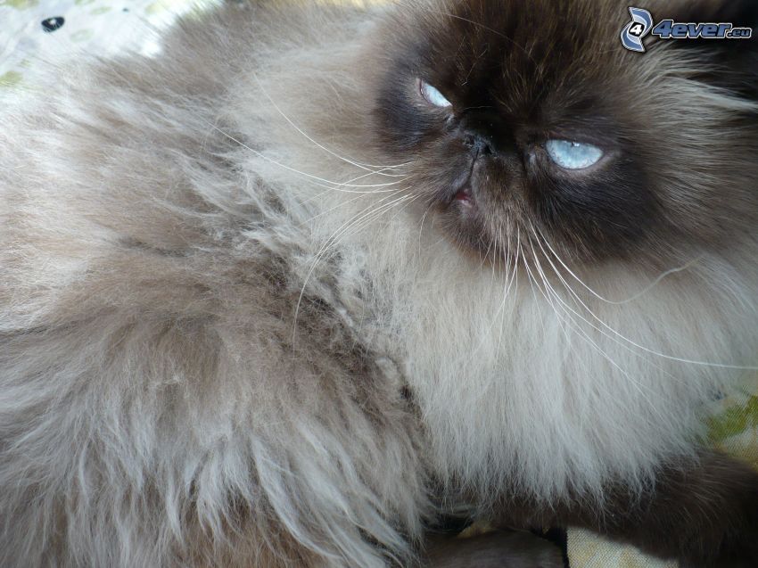 persian cat, hairy cat