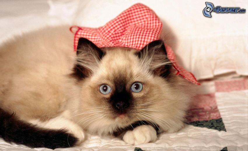 persian cat, hat