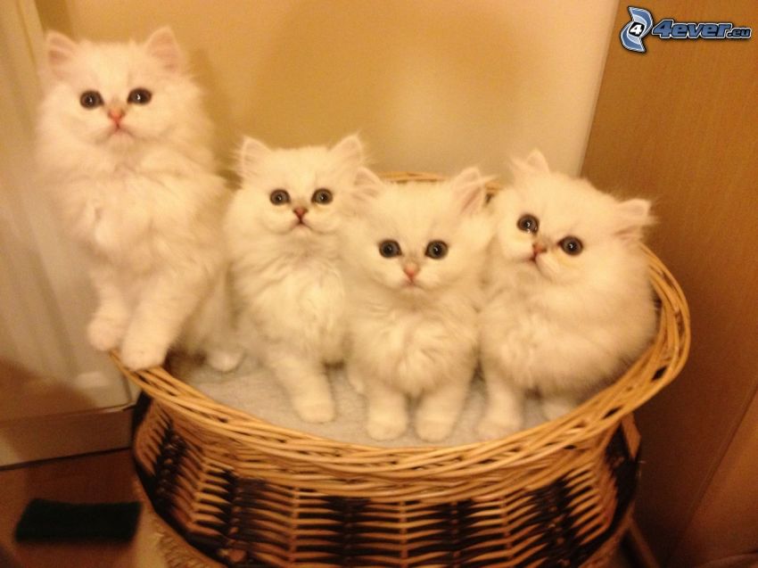 persian cat, kittens in the basket
