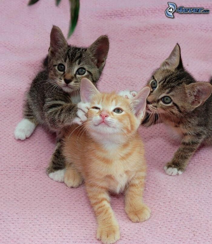 playing kittens, blanket