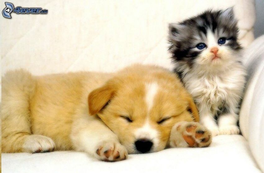 puppy and kitten, friends