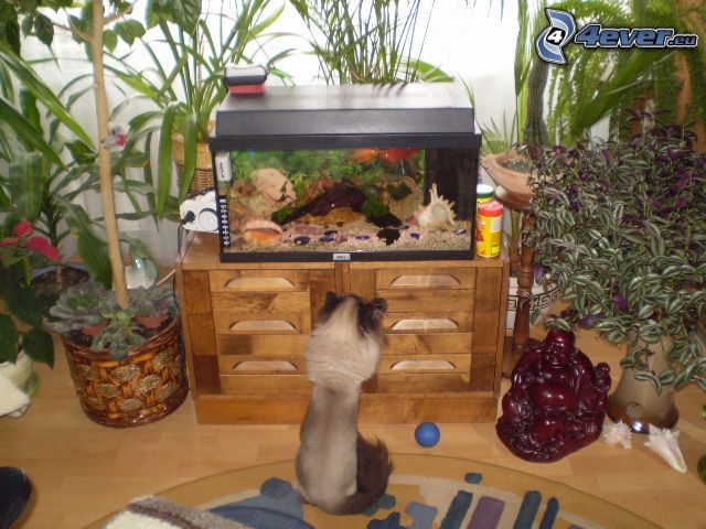 siamese cat, aquarium, fish, living room
