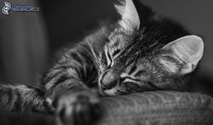 sleeping cat, black and white