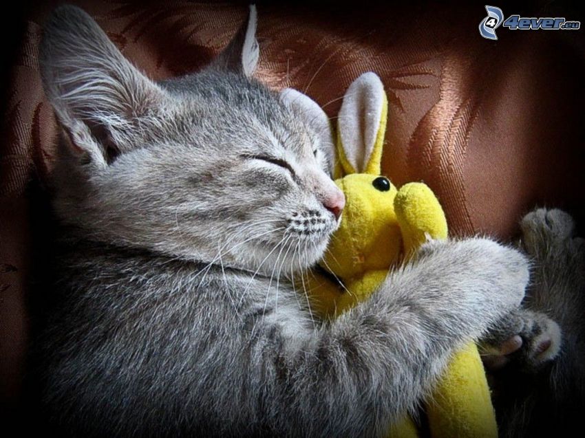 sleeping cat, cat and plush toy