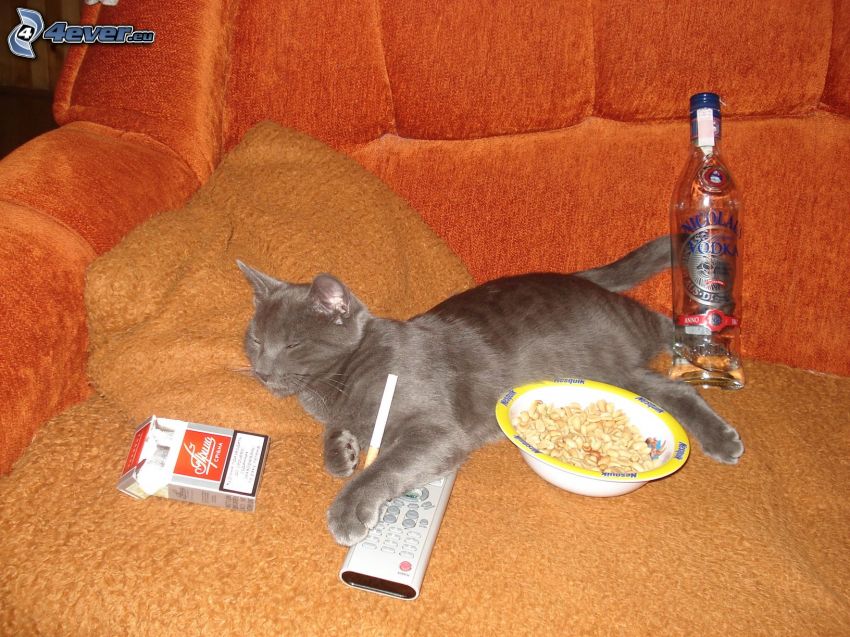 sleeping cat, cigarettes, alcohol, control, couch