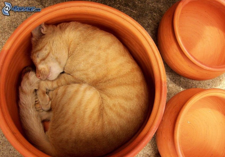 sleeping cat, flowerpot