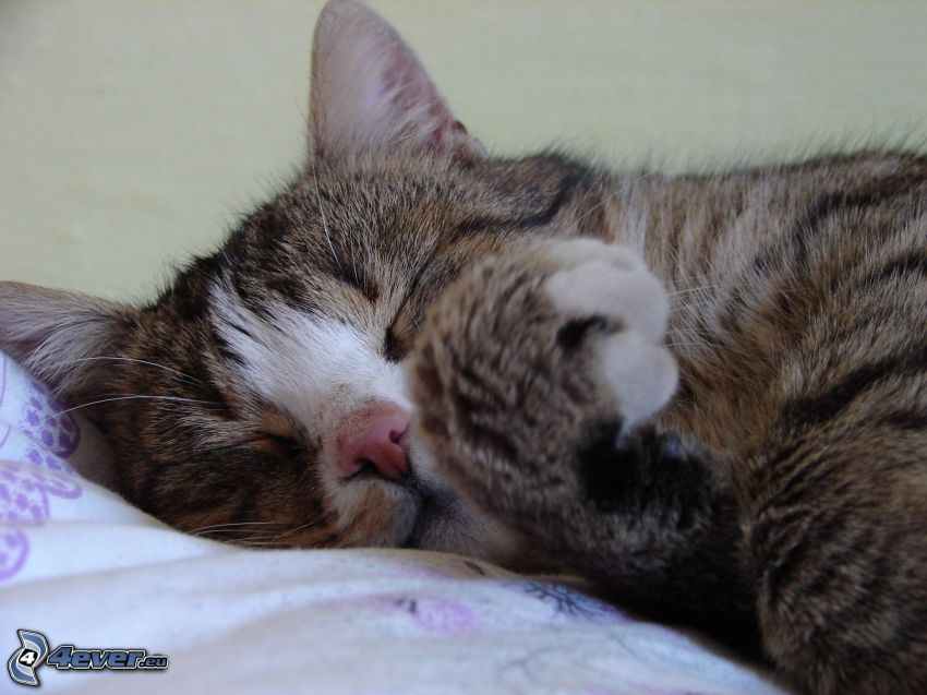 sleeping cat, paw