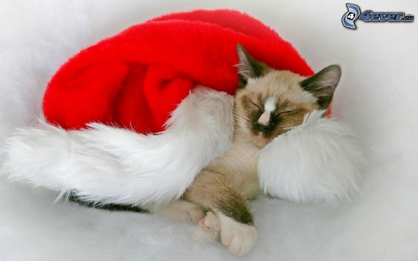 sleeping cat, Santa Claus hat