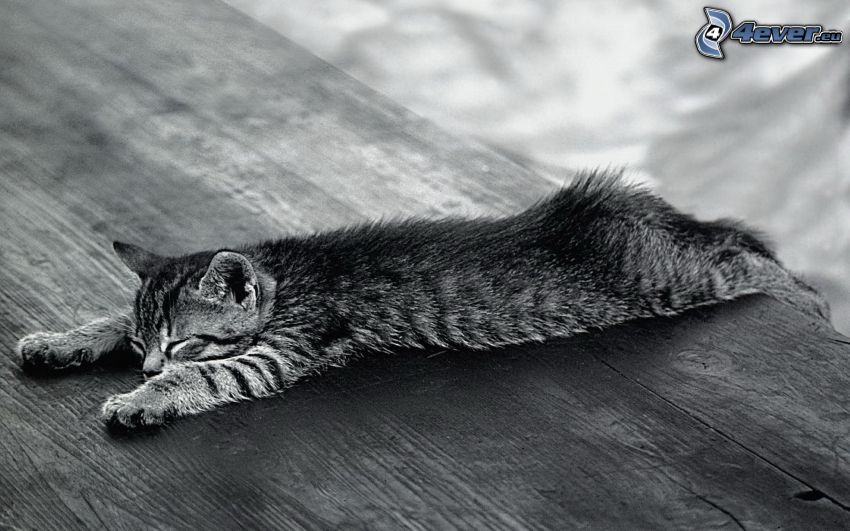 sleeping cat, table, wood, black and white