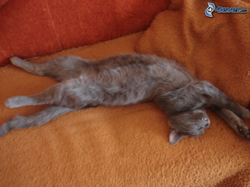 sleeping cat, yoga, sleep