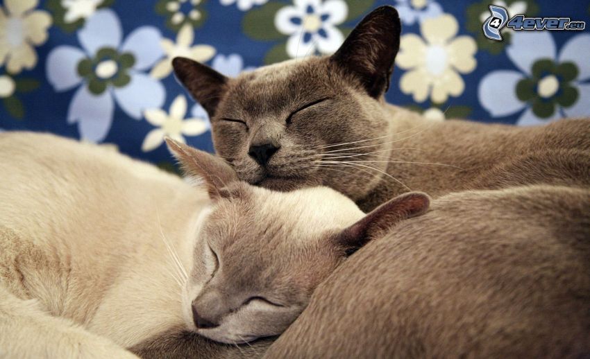 sleeping cats, british shorthair