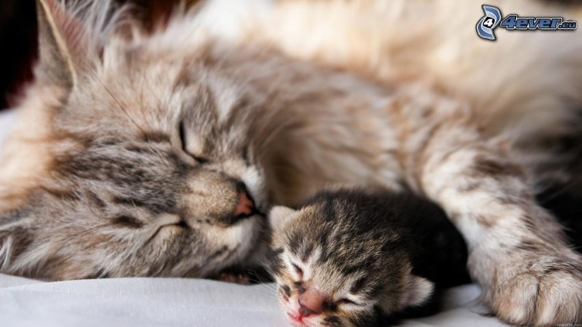 sleeping cats, small kitten