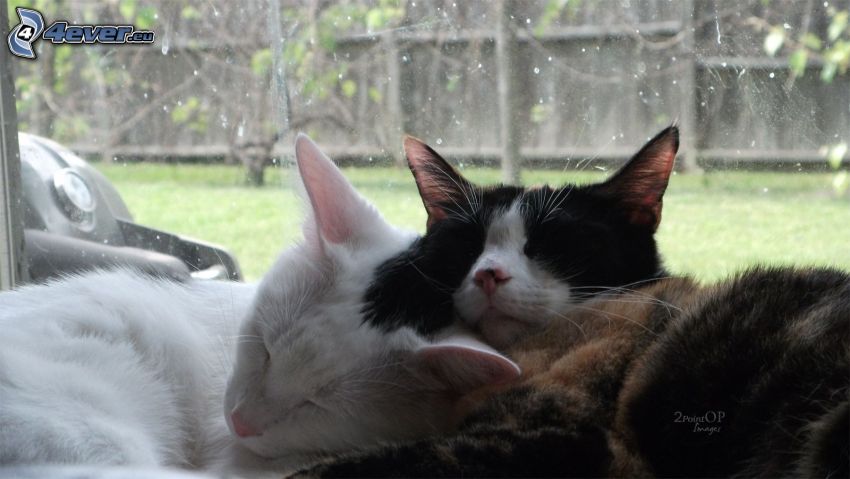 sleeping cats, white cat
