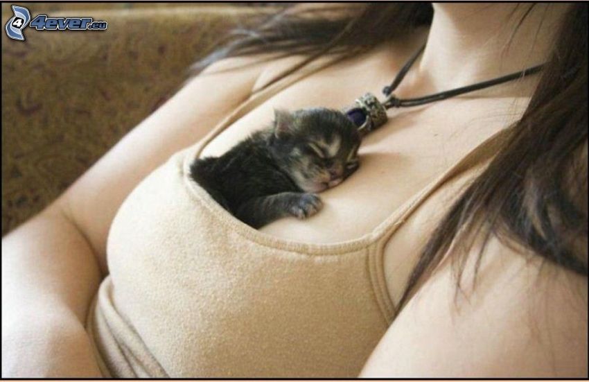 sleeping kitten, breasts