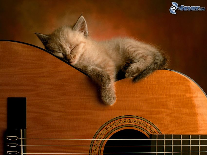 sleeping kitten, guitar