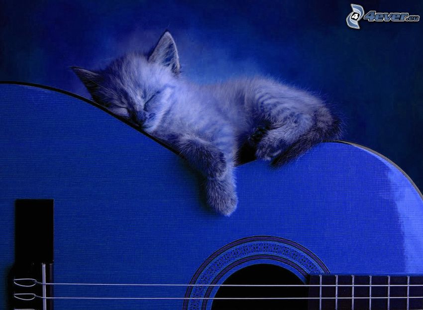 sleeping kitten, guitar