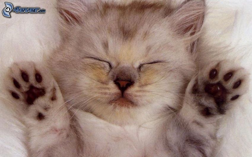 sleeping kitten, paws