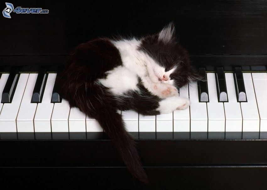 sleeping kitten, piano