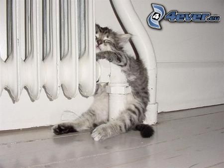 sleeping kitten, radiator