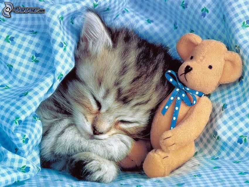 sleeping kitten, teddy bear