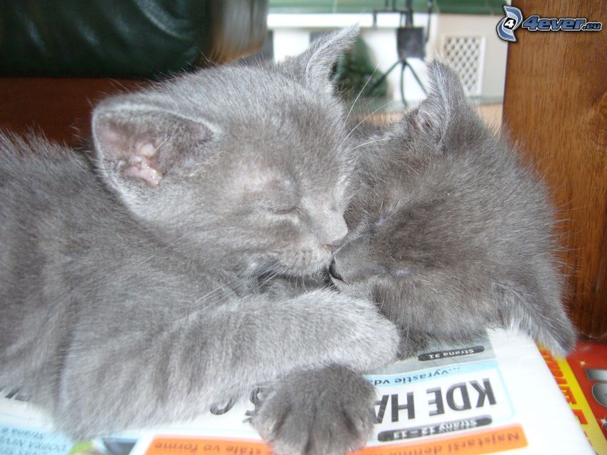 sleeping kittens, british shorthair