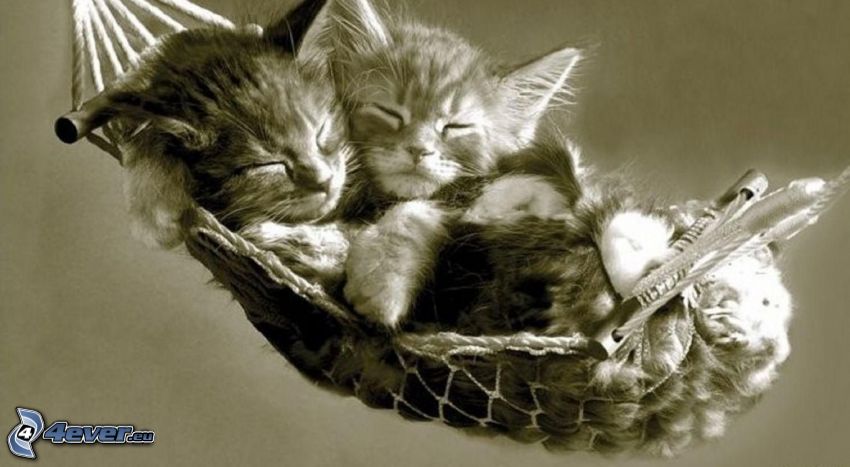 sleeping kittens, hammock
