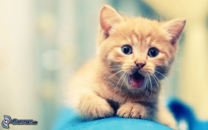 small ginger kitten, surprise