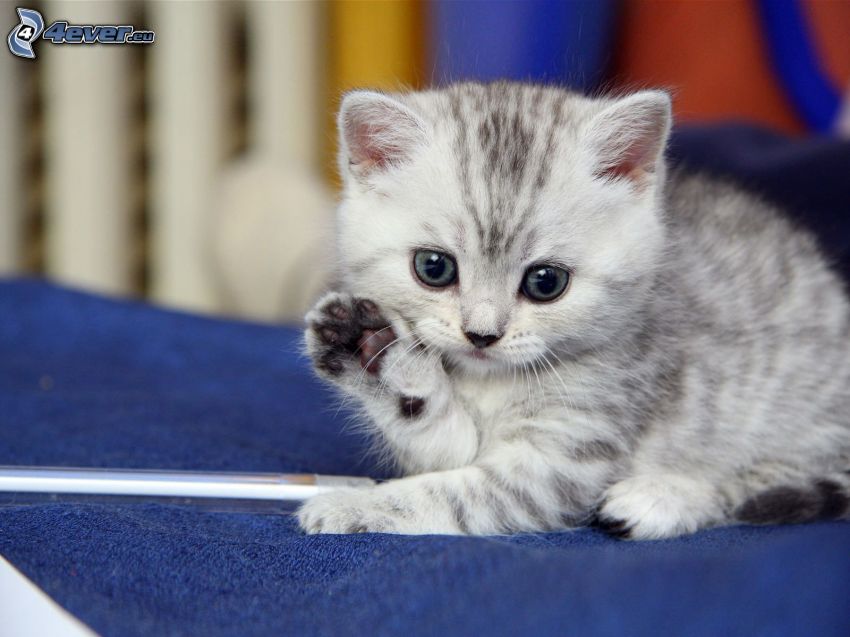 small gray kitten, paw