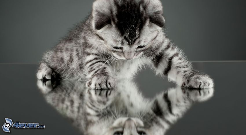 small gray kitten, reflection