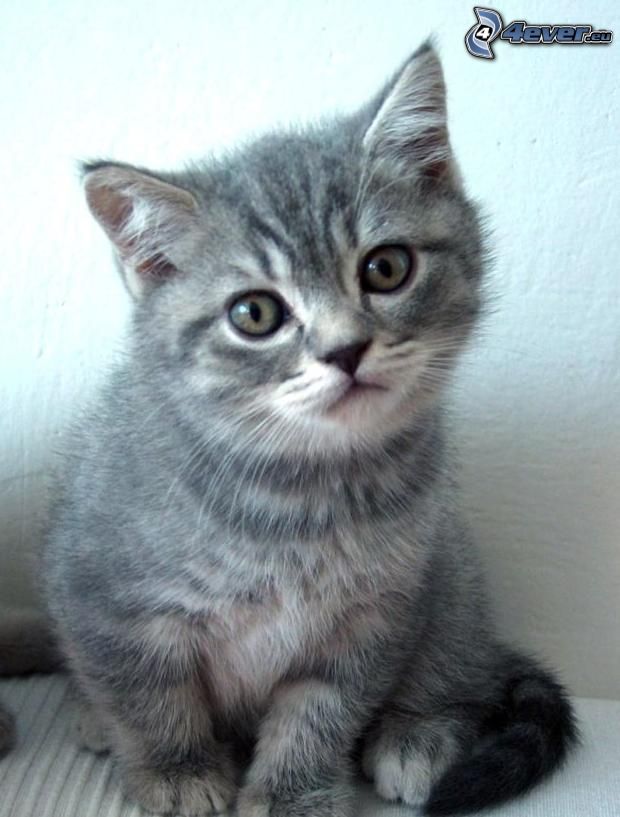 small gray kitten