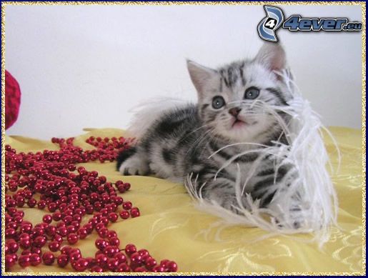 small kitten, beads