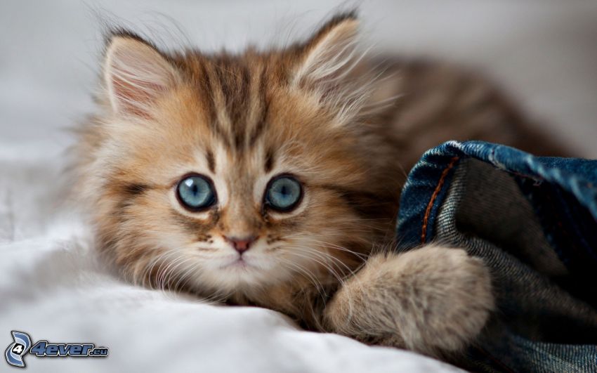 small kitten, ginger cat