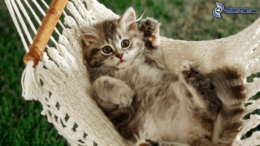 small kitten, hammock