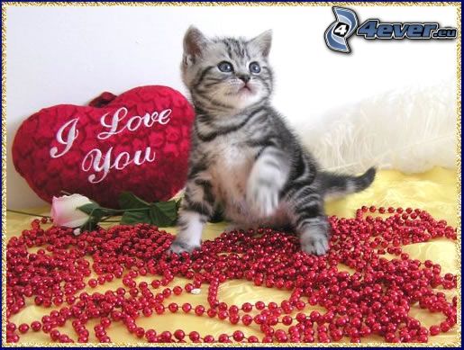 small kitten, heart pillow, beads