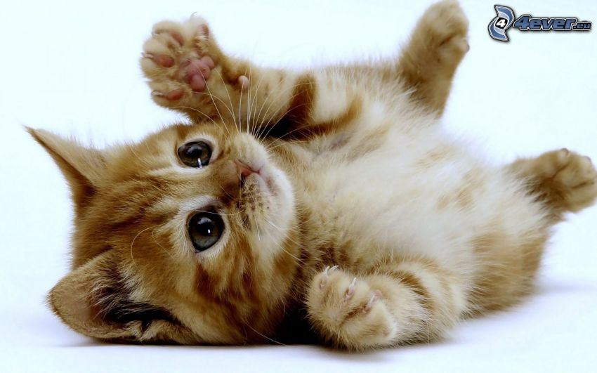 small kitten, paws