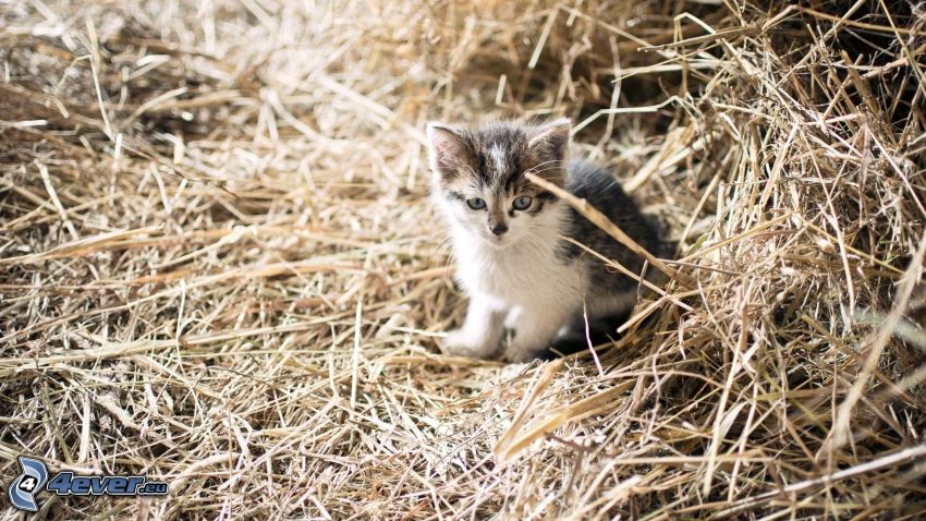 small kitten, straw