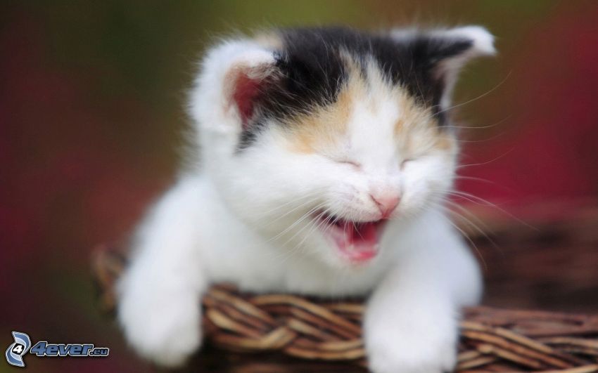 small kitten, yawn