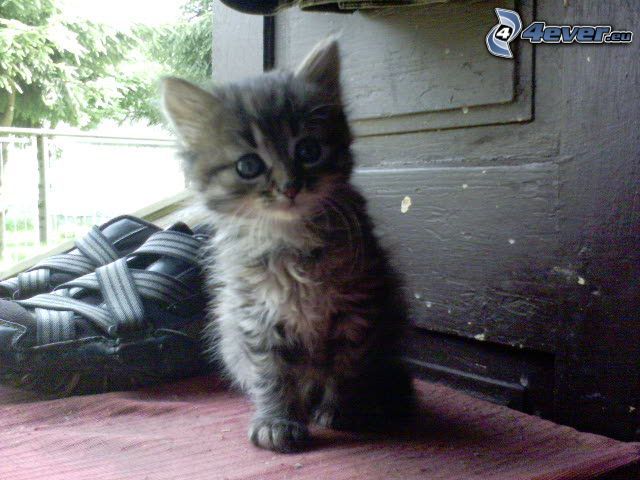 small kitten