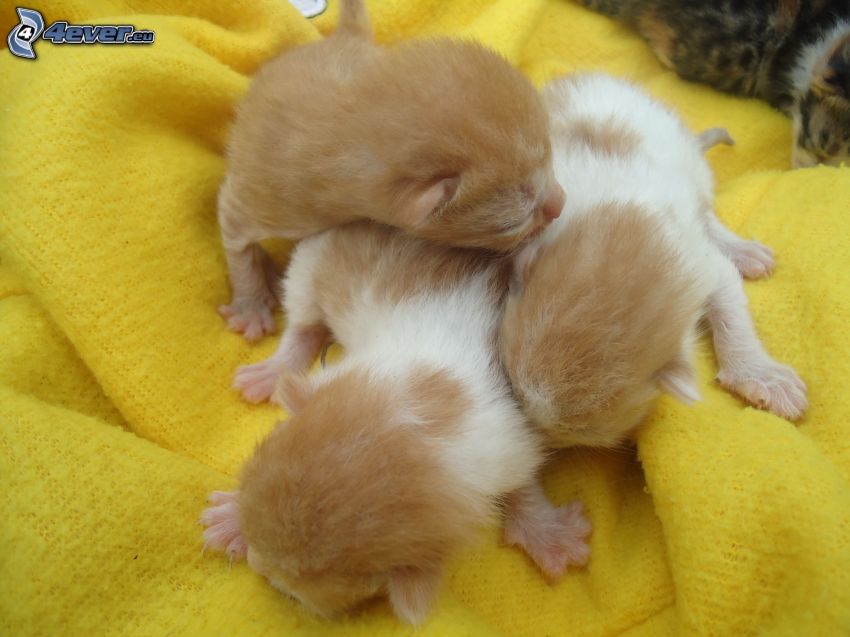 small kittens, blanket