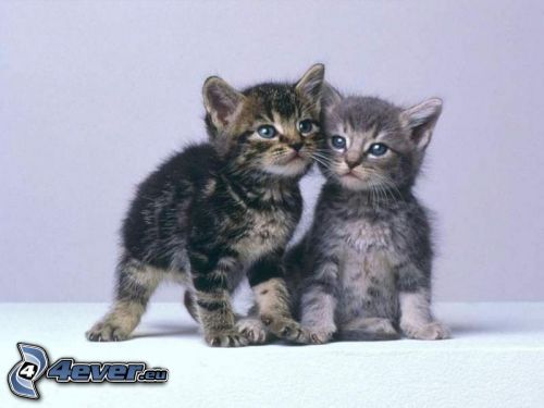 small kittens