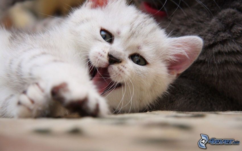 small white kitten