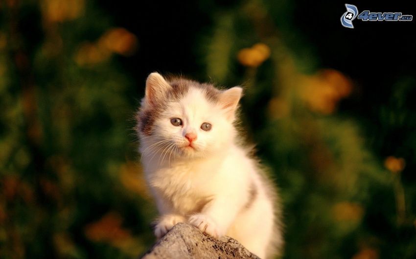 small white kitten