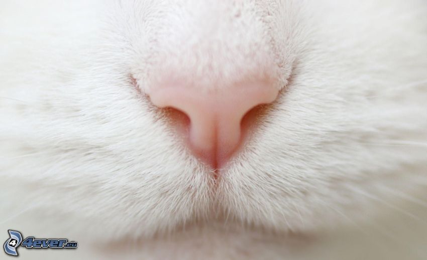 snout, cat